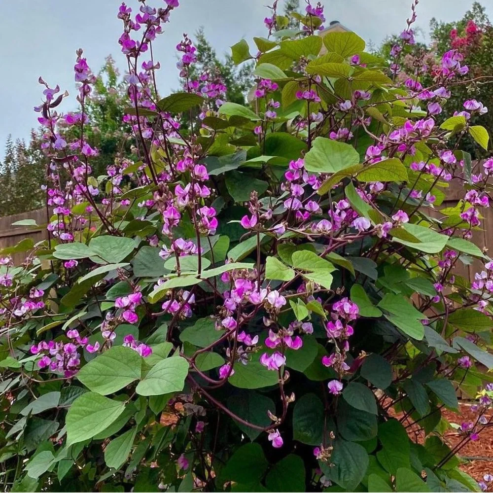 HYACINTH BEAN Vine - 10 seeds - Picture 2 of 5